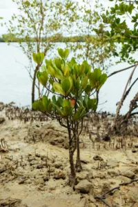 Climate Change - Kenya Mangrove Trees