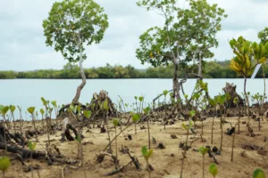 Climate Change - Planting Mangrove Trees In Kenya
