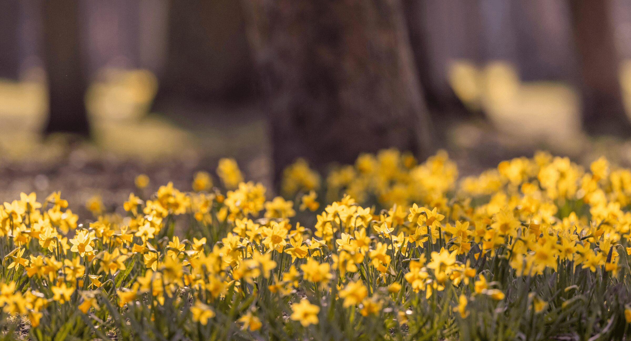 Spring flowers - used for our article about the Spring forecast 2026