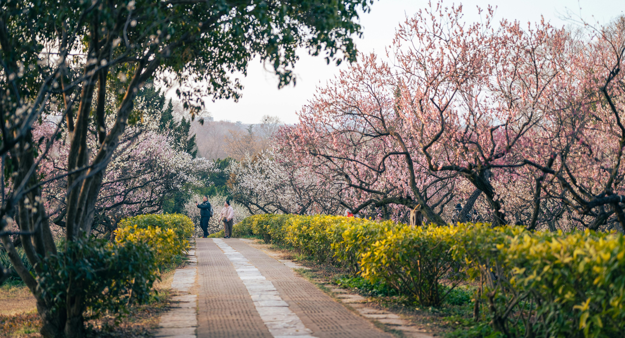 Tax and pension changes on 6th April - cherry blossom trees in a row with a couple taking photos